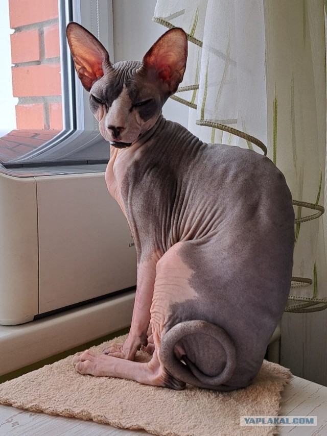 Котовторнику посвящается
