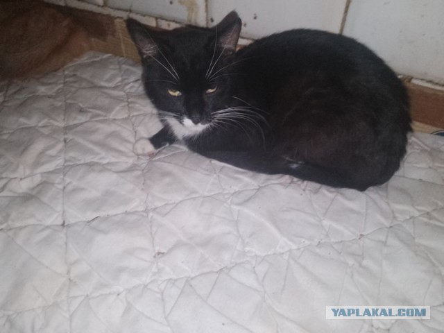 Жизнь домашнего приюта для котеек 467