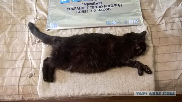 Мой кот захлебнулся утром в тазу