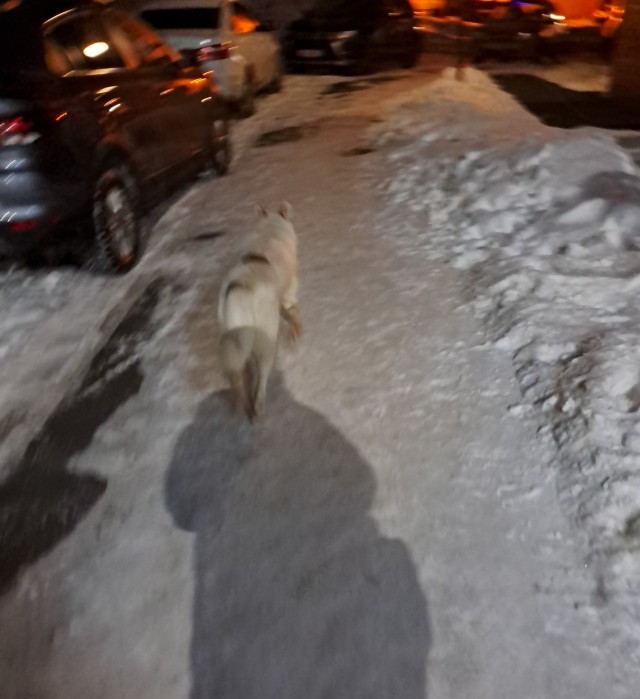 Собакен в ночи