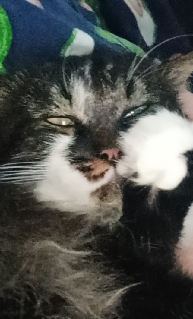 Эталон Яповского кота