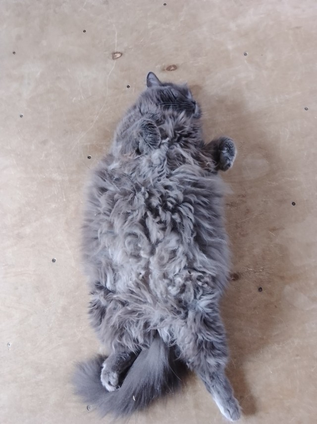 Толстые коты