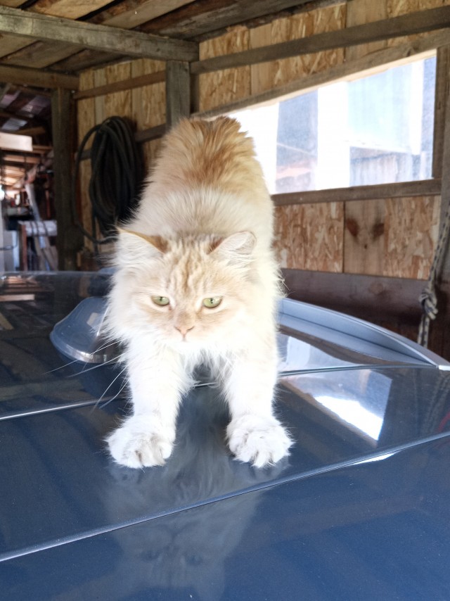 Котовторник!