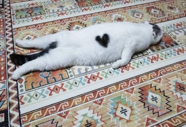 Купила кошке ковëр