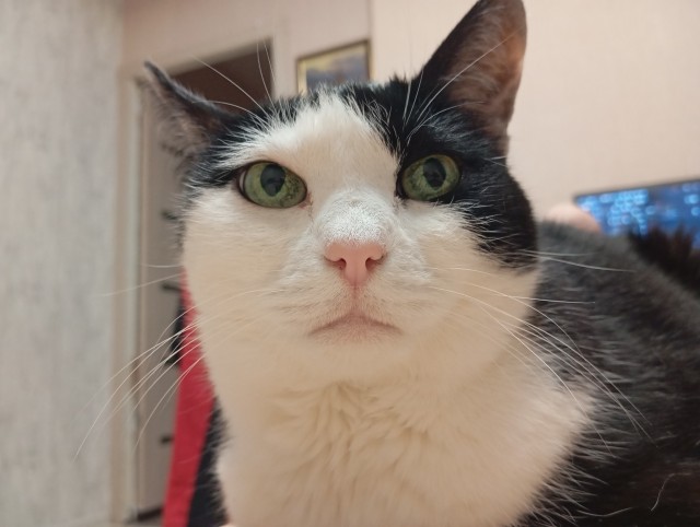 Нефотогеничный кот