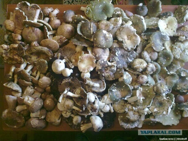 Поход за грибами,