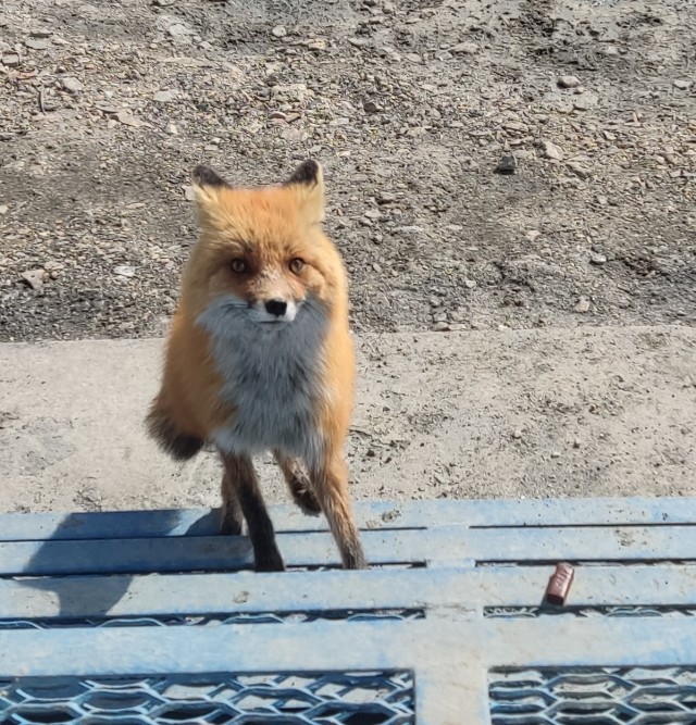 няшки