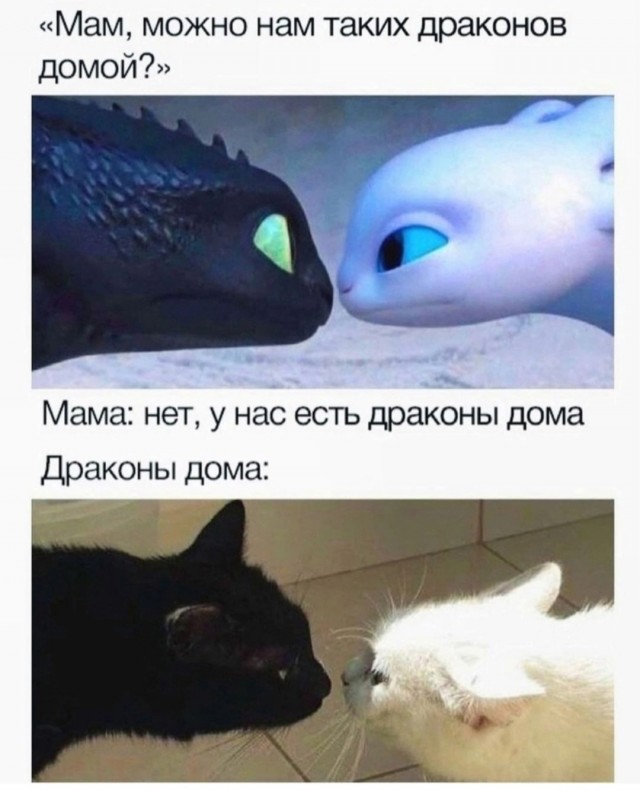 Весёлый полтишок 06.06.25
