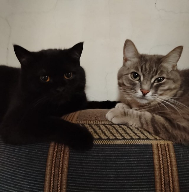 Котовторник