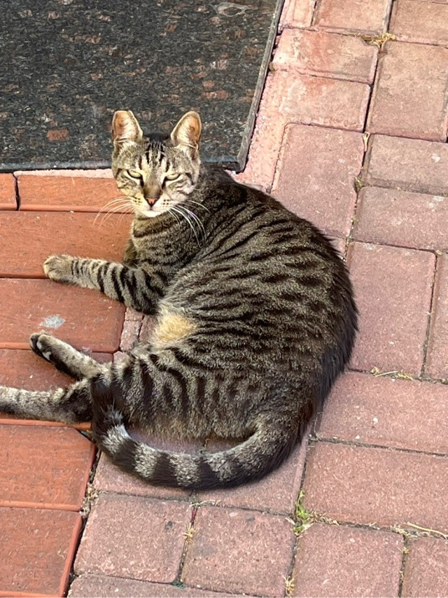 Беззаботные жители Средиземноморья