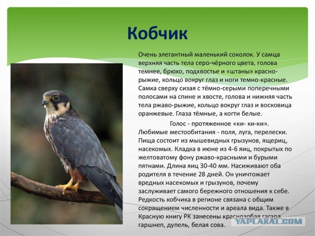 Карательный дизайн и всё такое