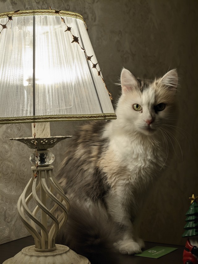 Котик с помойки