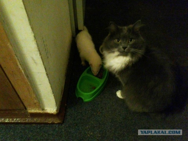 Котовторник 9.07.2013