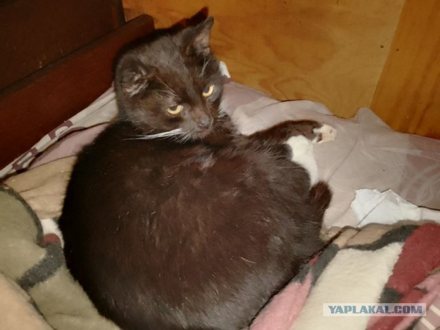 Жизнь домашнего приюта для котеек 565