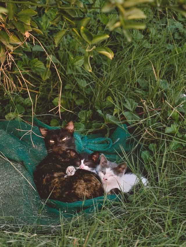 Большая красивая подборка фото уличных кошек