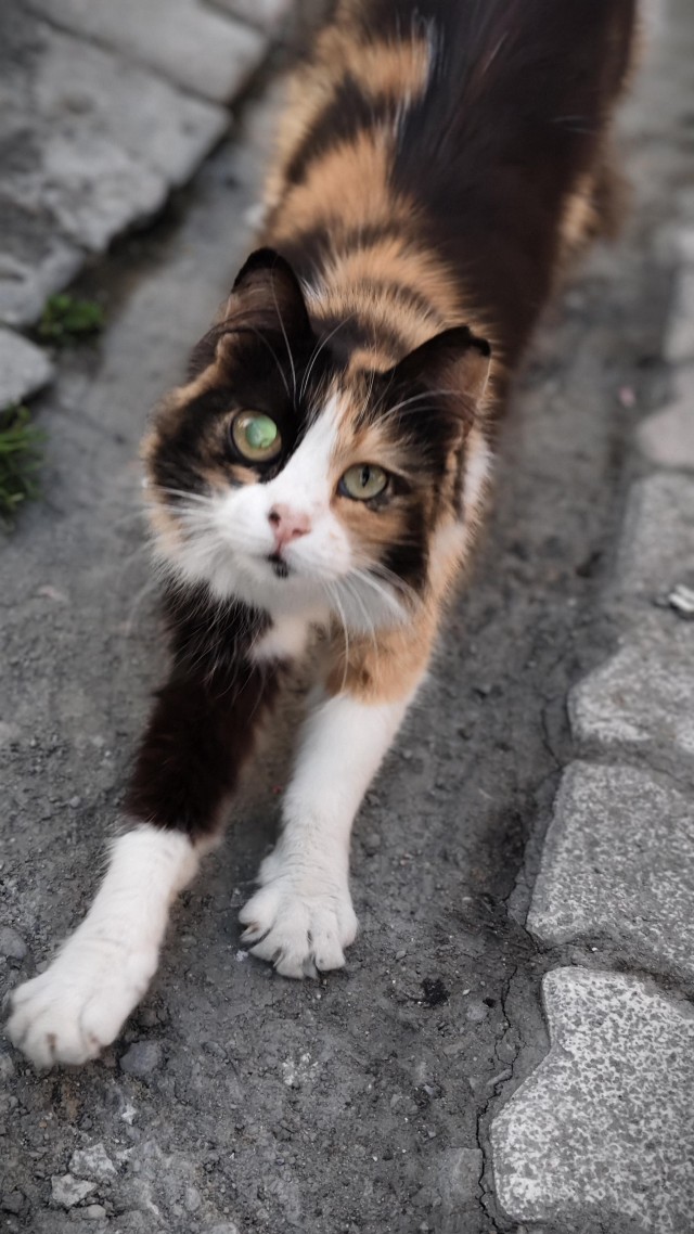Уличные кошки Стамбула