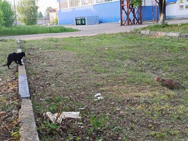 Свидание с милфой(котовторник)