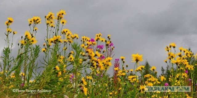 Красота! Лето на Ямале. Фото