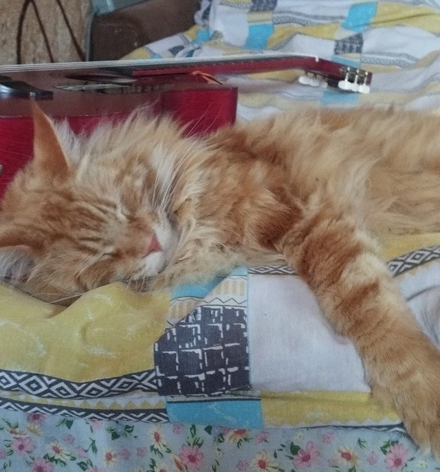 Степана вам в котовторник