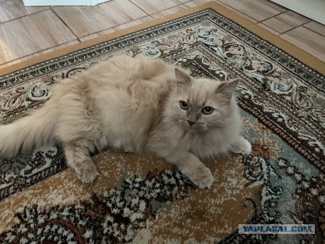 Котовторник Персика