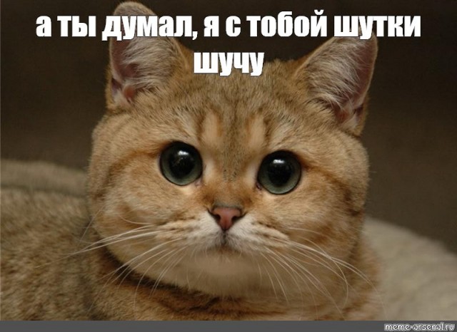 «Кошачья ОПГ» кошмарит российских туристов в Турции