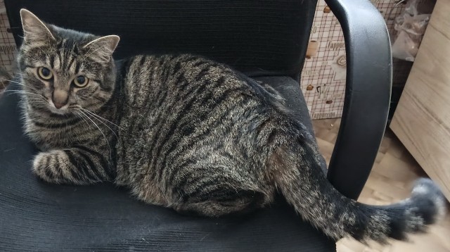 Растягиваем кота