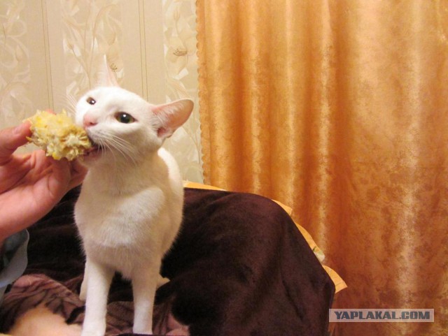 Котовторник 29.10.2013