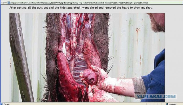 Пневматические винтовки