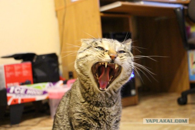 Котовторник 01.04.2014