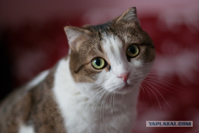 Котовторник  08.04.2014