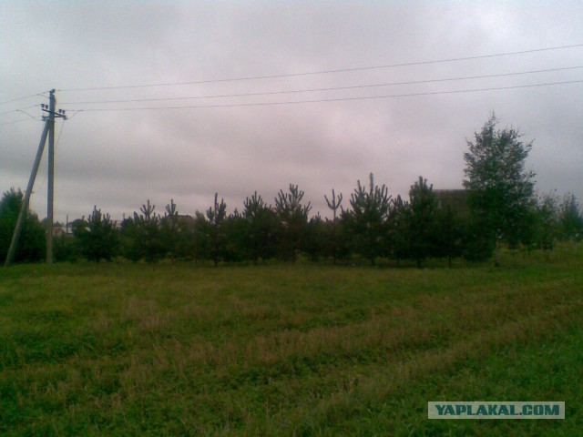 Мои грибочки...