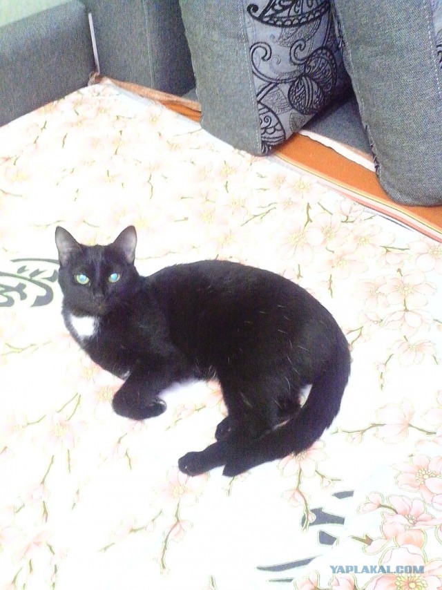 Котовторник 18.11.2014