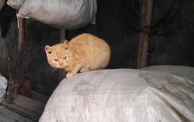 Котовторник 18.11.2014