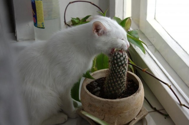 Котэ, которых застали врасплох