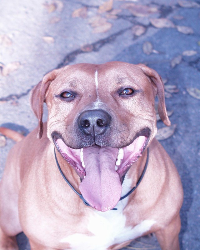 Питбуль против Алабая 18+