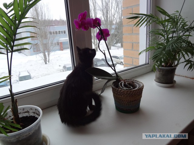 Котовторник