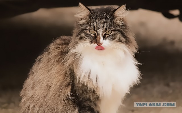 Котовторник 12.03.13