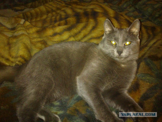 Котовторник 28.04.2015
