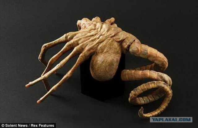 Чужой или бесхребетные существа