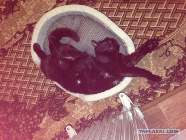 Как спят кошки....