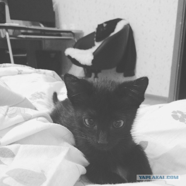 Котовторник наступил!:)