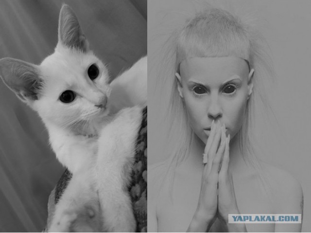 Откуда берутся котэ