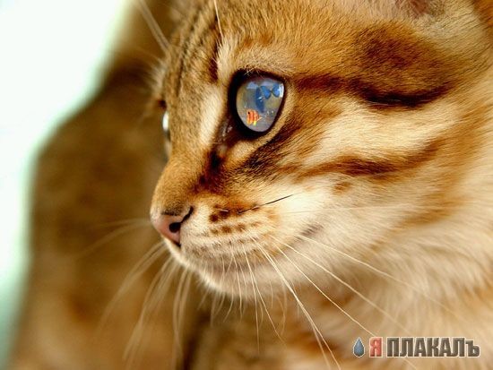 Аквариум?