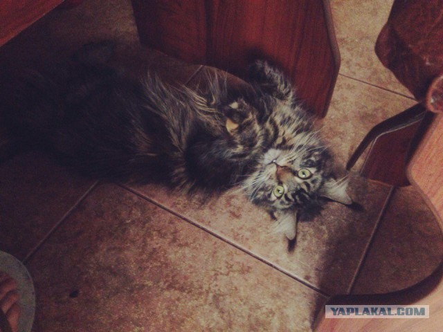 Котовторник 22.03.2016