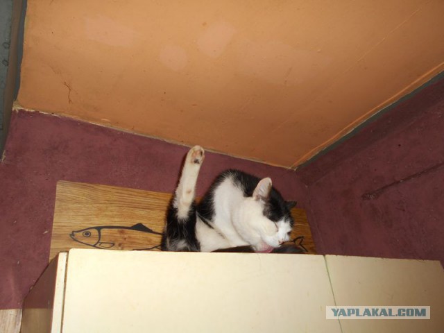 Жизнь домашнего приюта для котеек 108