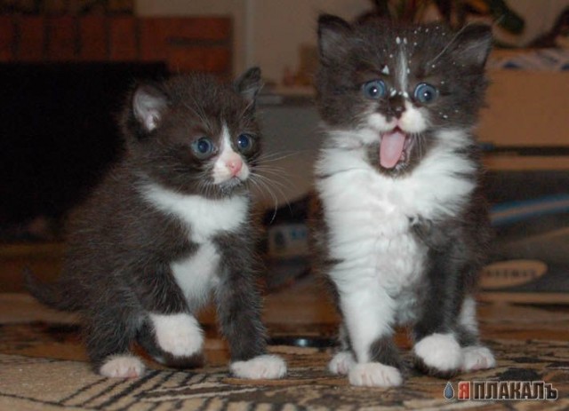 А вот и котовторник!