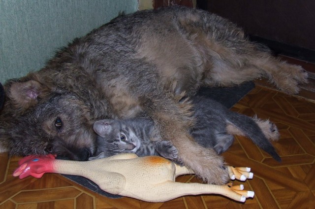 Котовторник: лента прикольных котов на 05.02!