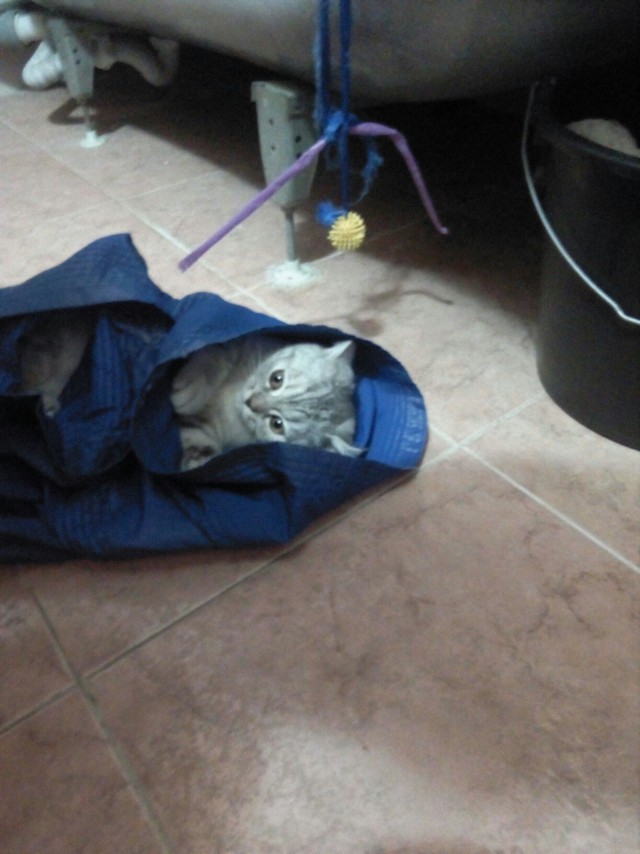 Коты из сети