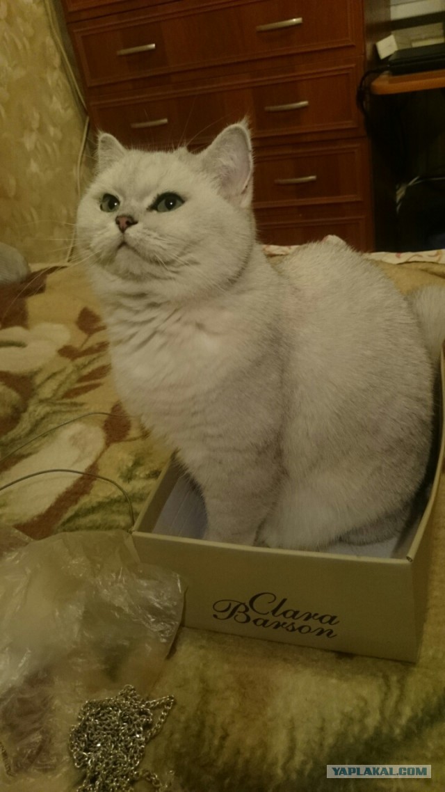 Котовторник 22.11.2016