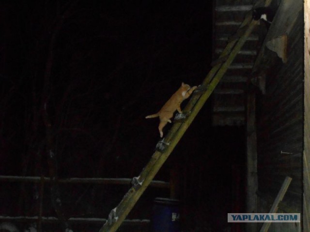 Жизнь домашнего приюта для котеек 144